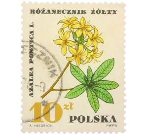 Почтовая марка 10 злотых 1967 года Польша «Лекарственные растения — Азалия понтийская» — Фото №1