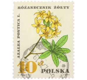 Почтовая марка 10 злотых 1967 года Польша «Лекарственные растения — Азалия понтийская» — Фото №1