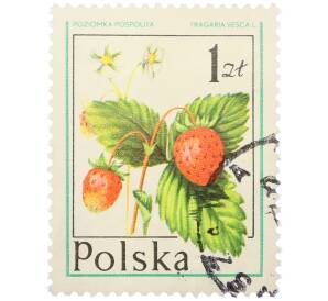 Почтовая марка 1 злотый 1977 года Польша «Лесные ягоды — Земляника лесная» — Фото №1