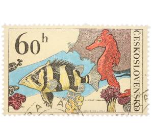 Почтовая марка 60 геллеров 1975 года Чехословакия «Тропические аквариумные рыбы - Индонезийский тигровый окунь и морской конек» — Фото №1