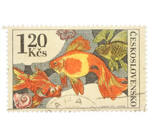 Почтовая марка 1.20 кроны 1975 года Чехословакия «Тропические аквариумные рыбы - Вуалехвостая золотая рыбка» — Фото №1
