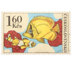 Почтовая марка 1.60 кроны 1975 года Чехословакия «Тропические аквариумные рыбы - Клоун и щетинозуб полосатый» — Фото №1