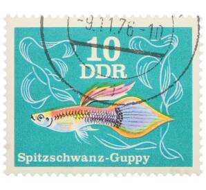 Почтовая марка 10 пфеннигов 1976 года Восточная Германия (ГДР) «Декоративные рыбы - Гуппи (острохвостый)» — Фото №1