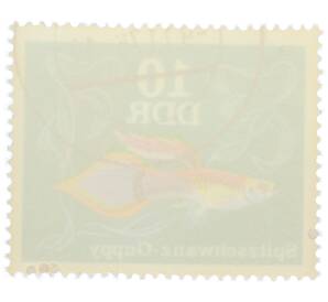 Почтовая марка 10 пфеннигов 1976 года Восточная Германия (ГДР) «Декоративные рыбы - Гуппи (острохвостый)» — Фото №2