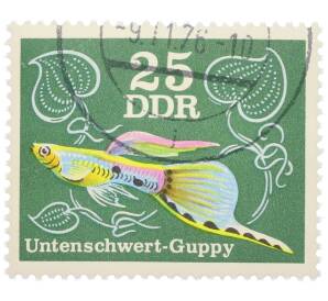 Почтовая марка 25 пфеннигов 1976 года Восточная Германия (ГДР) «Декоративные рыбы - Гуппи (нижний меч)» — Фото №1