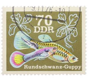 Почтовая марка 70 пфеннигов 1976 года Восточная Германия (ГДР) «Декоративные рыбы - Гуппи (круглый хвост)» — Фото №1