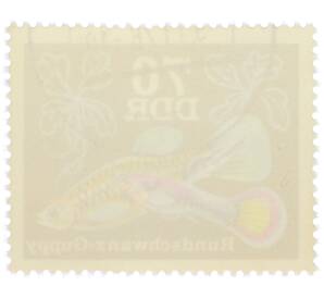 Почтовая марка 70 пфеннигов 1976 года Восточная Германия (ГДР) «Декоративные рыбы - Гуппи (круглый хвост)» — Фото №2