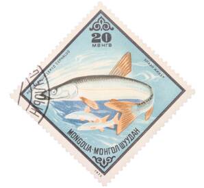 Почтовая марка 20 мунгу 1975 года Монголия «Рыбы — Амурский плоскоголовый жерех» — Фото №1