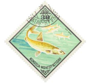 Почтовая марка 30 мунгу 1975 года Монголия «Рыбы - Алтайский осман» — Фото №1
