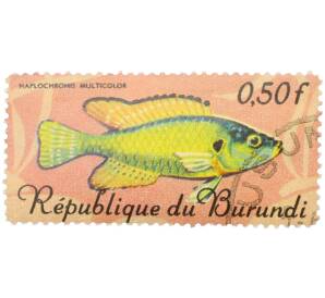 Почтовая марка 0,5 франков 1967 года Бурунди «Рыбы — Хаплохромис мультиколор» — Фото №1