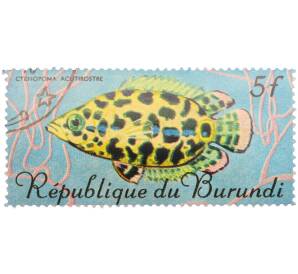 Почтовая марка 5 франков 1967 года Бурунди «Рыбы — Ктенопома леопардовая» — Фото №1