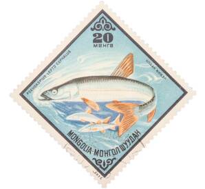 Почтовая марка 20 мунгу 1975 года Монголия «Рыбы — Амурский жерех» — Фото №1