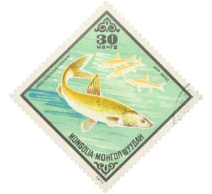 Почтовая марка 30 мунгу 1975 года Монголия «Рыбы — Алтайский осман» — Фото №1