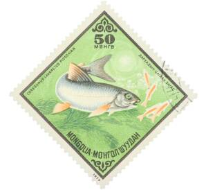 Почтовая марка 50 мунгу 1975 года Монголия «Рыбы — Сиг» — Фото №1
