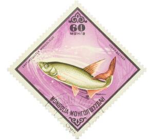 Почтовая марка 60 мунгу 1975 года Монголия «Рыбы — Монгольский краснопер» — Фото №1