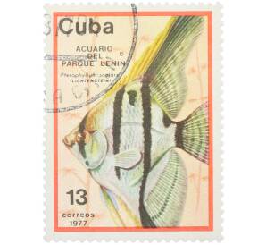 Почтовая марка 13 сентаво 1977 года Куба «Рыбы — Скалярия» — Фото №1