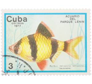 Почтовая марка 3 сентаво 1977 года Куба «Рыбы — Суматранский барбус» — Фото №1