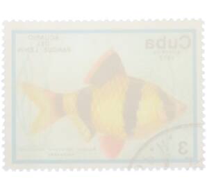 Почтовая марка 3 сентаво 1977 года Куба «Рыбы — Суматранский барбус» — Фото №2