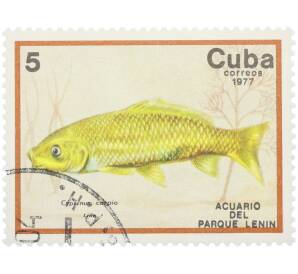 Почтовая марка 5 сентаво 1977 года Куба «Рыбы — Карп» — Фото №1