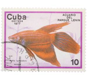 Почтовая марка 10 сентаво 1977 года Куба «Рыбы — Бойцовая рыбка» — Фото №1