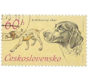 Почтовая марка 60 геллеров 1973 года Чехословакия «Охотничьи собаки — Краткий жесткошерстный пойнтер» — Фото №1