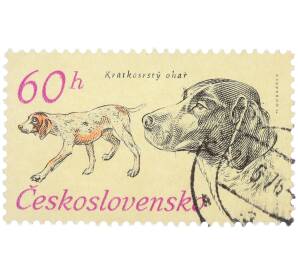Почтовая марка 60 геллеров 1973 года Чехословакия «Охотничьи собаки — Краткий жесткошерстный пойнтер» — Фото №1