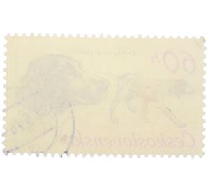 Почтовая марка 60 геллеров 1973 года Чехословакия «Охотничьи собаки — Краткий жесткошерстный пойнтер» — Фото №2