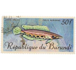 Почтовая марка 50 франков 1967 года Бурунди «Рыбы — Обскура» — Фото №1