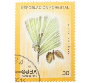Почтовая марка 30 сентаво 1975 года Куба «Лесовосстановление — Сосна карибская (Pinus caribaea)» — Фото №1
