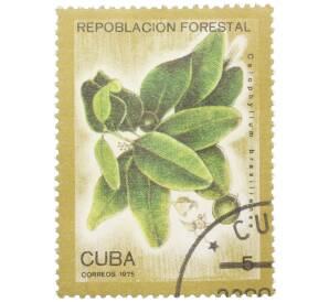 Почтовая марка 5 сентаво 1975 года Куба «Лесовосстановление — Александрийский лавр (Calophyllum brasiliense)» — Фото №1