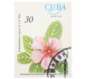 Почтовая марка 30 сентаво 1977 года Куба «Столетие со дня рождения доктора Хуана Томаса Роига — Катарантус розовый» — Фото №1