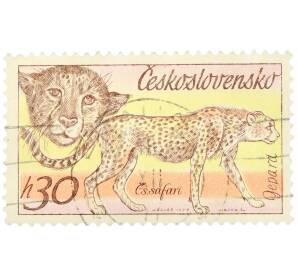 Почтовая марка 30 геллеров 1978 года Чехословакия «Чехословацкий сафари — Гепард» — Фото №1