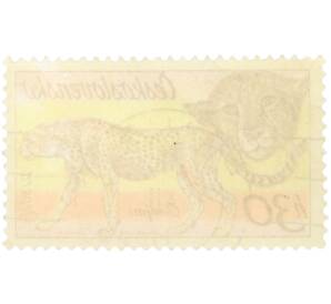 Почтовая марка 30 геллеров 1978 года Чехословакия «Чехословацкий сафари — Гепард» — Фото №2