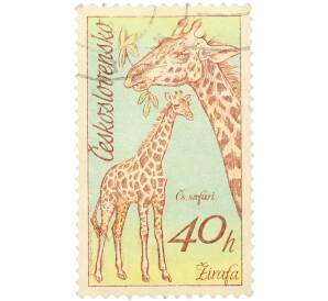 Почтовая марка 40 геллеров 1970 года Чехословакия «Чехословацкий сафари — Жирафа» — Фото №1
