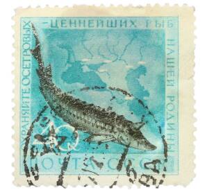 Почтовая марка 40 копеек 1959 года «Охрана морской фауны — Осетр» — Фото №1