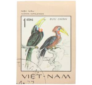 Почтовая марка 1 донг 1977 года Вьетнам «Редкие птицы - Рыжешейный калао (Aceros nipalensis)» (Без перфорации) — Фото №1