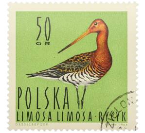 Почтовая марка 50 грошей 1964 года Польша «Птицы - Большой веретенник (Limosa limosa)» — Фото №1