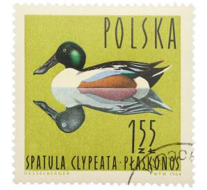Почтовая марка 1.55 злотых 1964 года Польша «Водоплавающие птицы — Широконоска (Spatula clypeata)» — Фото №1
