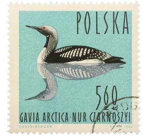 Почтовая марка 5.60 злотых 1964 года Польша «Водоплавающие птицы - Чернозобая гагара (Gavia arctica)» — Фото №1
