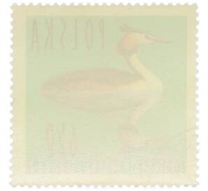 Почтовая марка 6.50 злотых 1964 года Польша «Водоплавающие птицы - Чомга (Podiceps cristatus)» — Фото №2