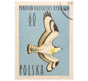 Почтовая марка 60 грошей 1964 года Польша «Птицы водные - Скопа» — Фото №1