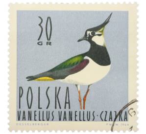 Почтовая марка 30 грошей 1964 года Польша «Водоплавающие птицы - Северный чибис» — Фото №1