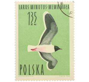 Почтовая марка 1.35 злотых 1964 года Польша «Водоплавающие птицы — Малая чайка» — Фото №1
