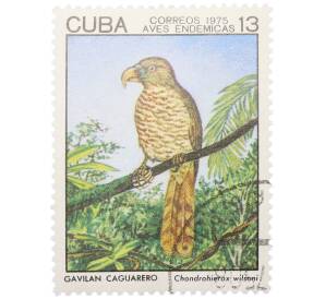 Почтовая марка 13 сентаво 1975 года Куба «Эндемичные птицы — Кубинский коршун» — Фото №1