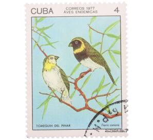 Почтовая марка 4 сентаво 1977 года Куба «Эндемичные птицы — Кубинский травяной вьюрок» — Фото №1