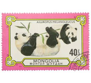 Почтовая марка 40 мунгу 1977 года Монголия «Панды — Большая панда» — Фото №1