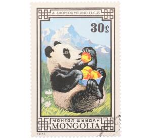 Почтовая марка 30 мунгу 1974 года Монголия «Медведи — Большая панда» — Фото №1