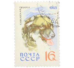 Почтовая марка 16 копеек 1965 года «Служебные и охотничьи собаки — Кавказская овчарка» — Фото №1