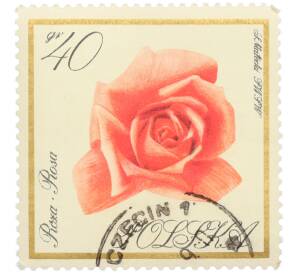Почтовая марка 40 грошей 1966 года Польша «Цветы — Роза» — Фото №1