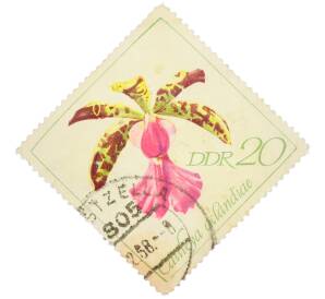 Почтовая марка 20 пфеннигов 1968 года Восточная Германия (ГДР) «Орхидеи — Каттлея Акланда» — Фото №1